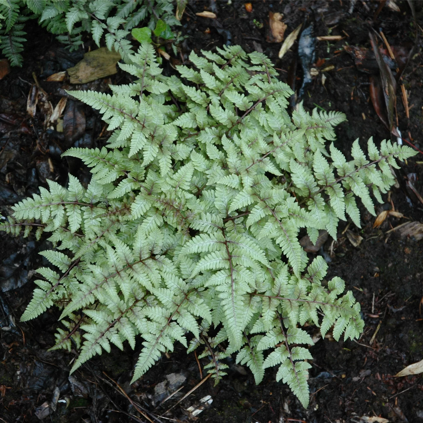 Athyrium niponicum var. pictum