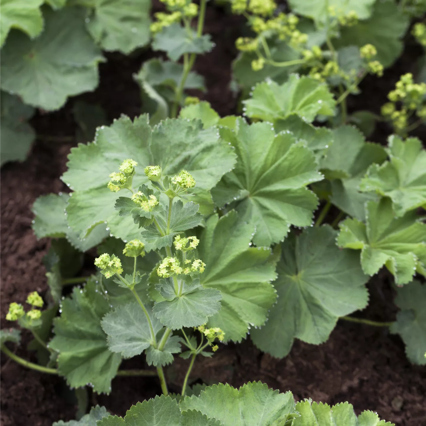 Alchemilla mollis