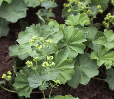 Alchemilla mollis