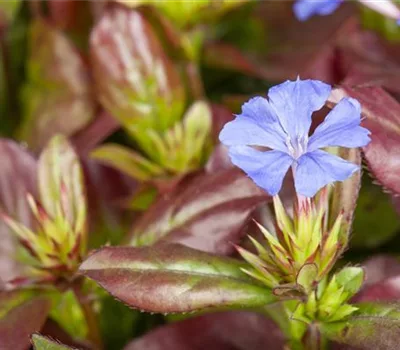 Ceratostigma plumbaginoides