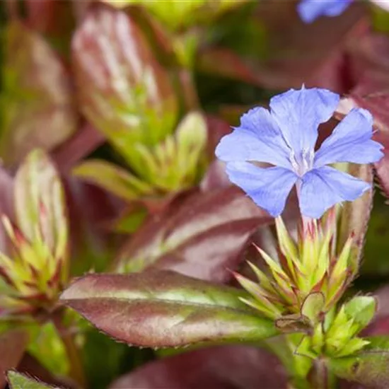 Ceratostigma plumbaginoides