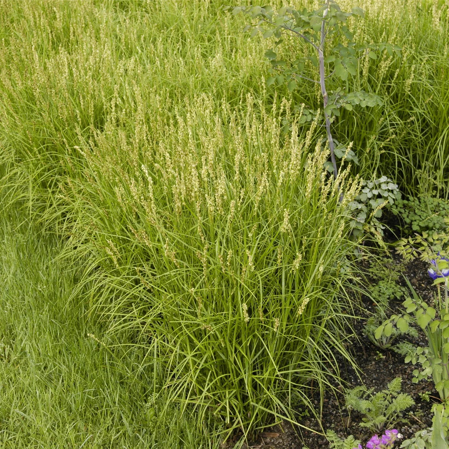 Carex muskingumensis